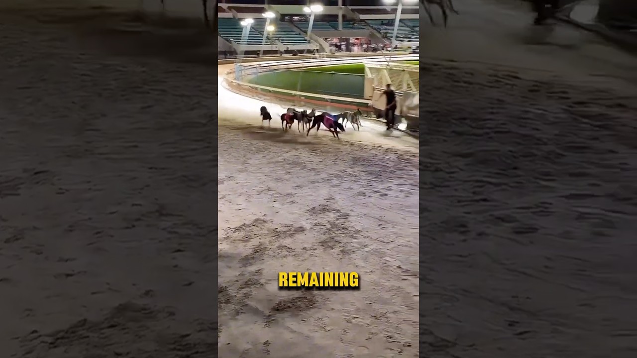 How To Stop A Greyhound Race! #shorts